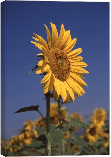 Sunflower standing alone Canvas Print by Alfredo Bustos