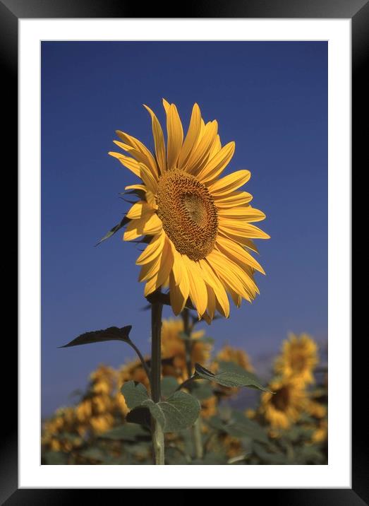 Sunflower standing alone Framed Mounted Print by Alfredo Bustos