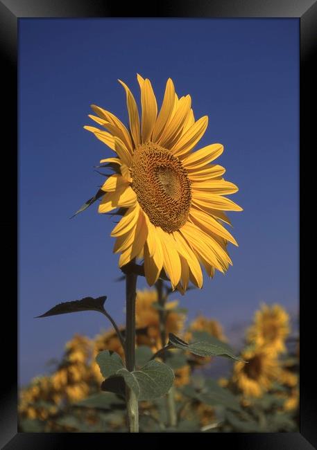 Sunflower standing alone Framed Print by Alfredo Bustos