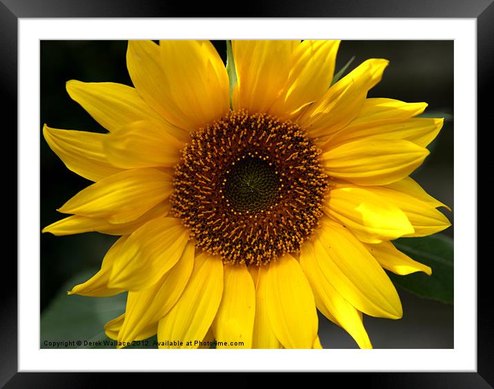Yellow Framed Mounted Print by Derek Wallace