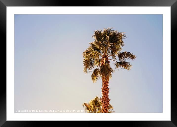 Green Palm Trees On Clear Blue Sky Framed Mounted Print by Radu Bercan