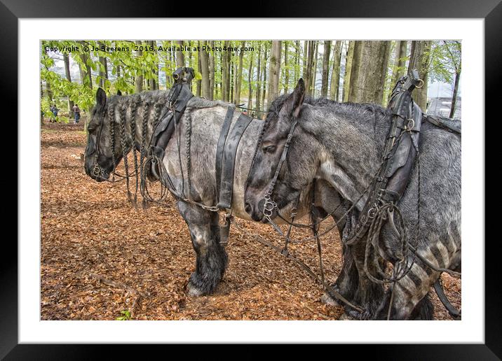 Belgian work horses Framed Mounted Print by Jo Beerens