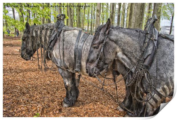 Belgian work horses Print by Jo Beerens