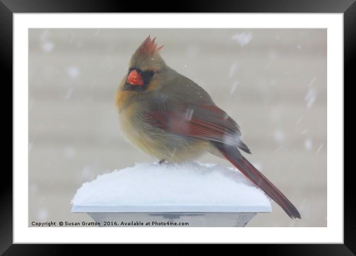 Cardinal in Winter Framed Mounted Print by Susan Gratton