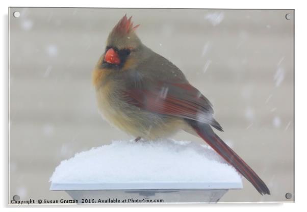 Cardinal in Winter Acrylic by Susan Gratton