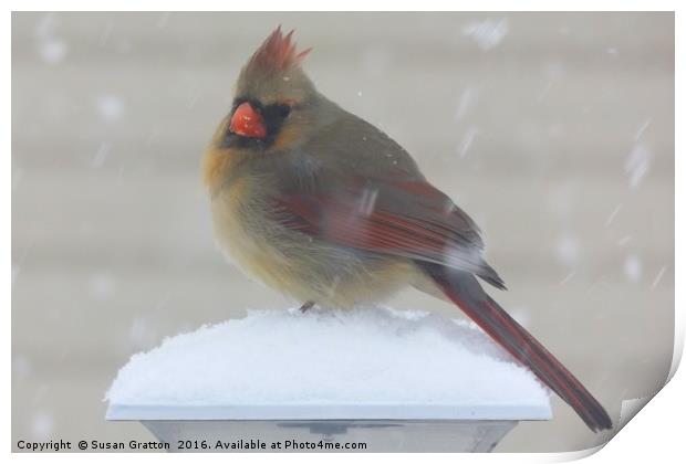 Cardinal in Winter Print by Susan Gratton