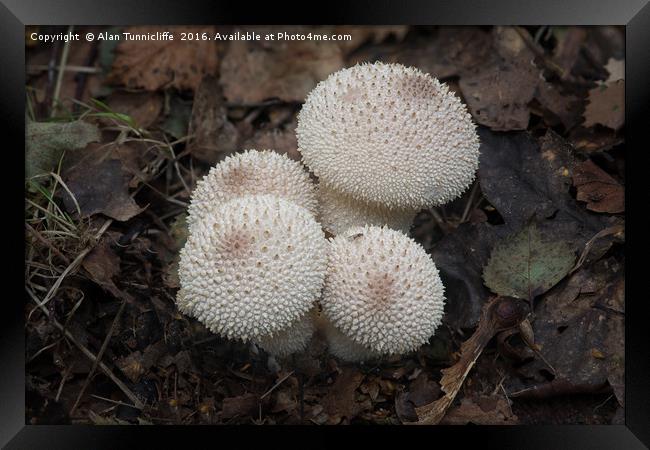 Common puffball Framed Print by Alan Tunnicliffe