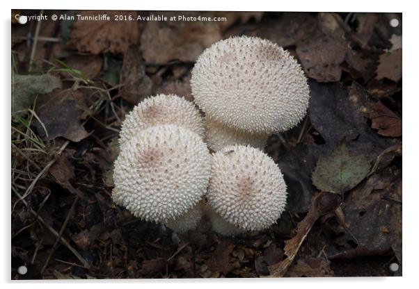 Common puffball Acrylic by Alan Tunnicliffe