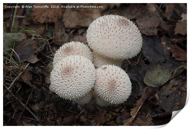 Common puffball Print by Alan Tunnicliffe
