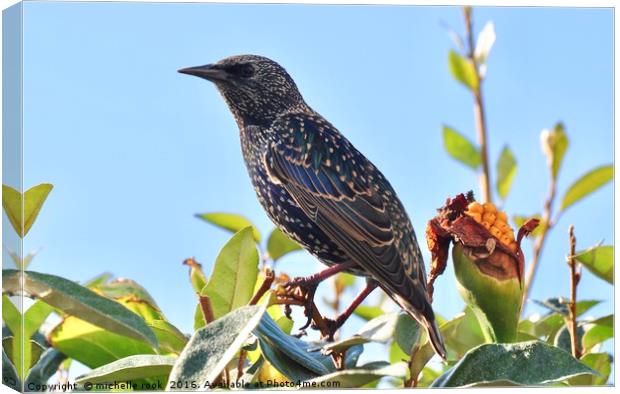 Starling in the sun Canvas Print by michelle rook