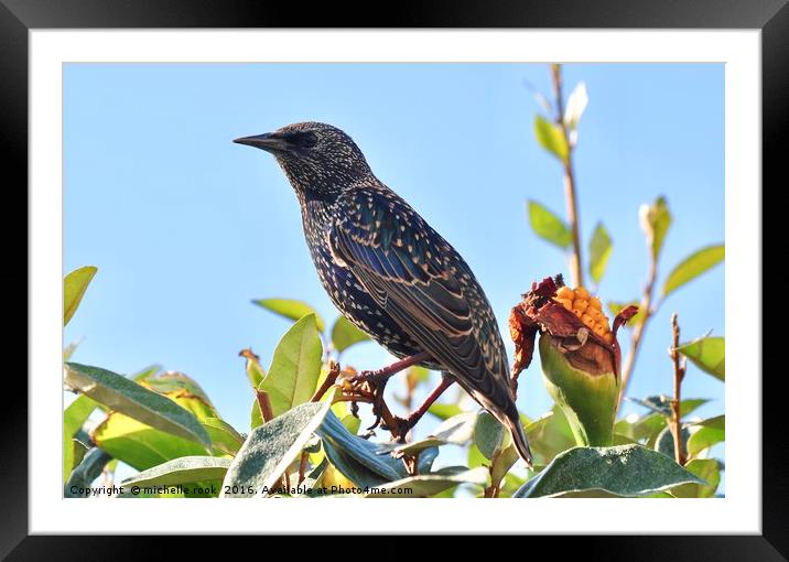 Starling in the sun Framed Mounted Print by michelle rook