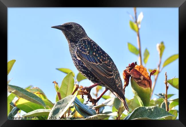 Starling in the sun Framed Print by michelle rook