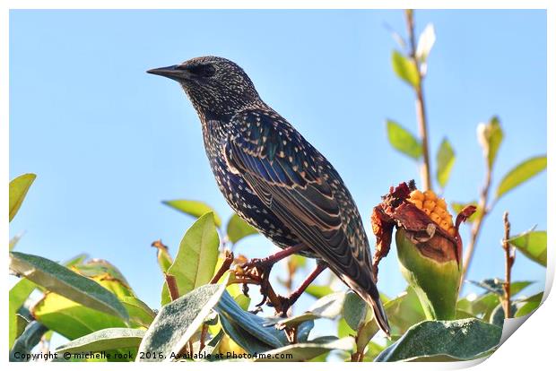 Starling in the sun Print by michelle rook