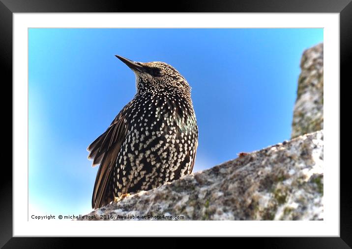 Starling stare Framed Mounted Print by michelle rook