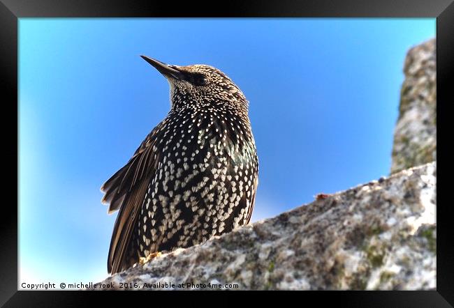 Starling stare Framed Print by michelle rook