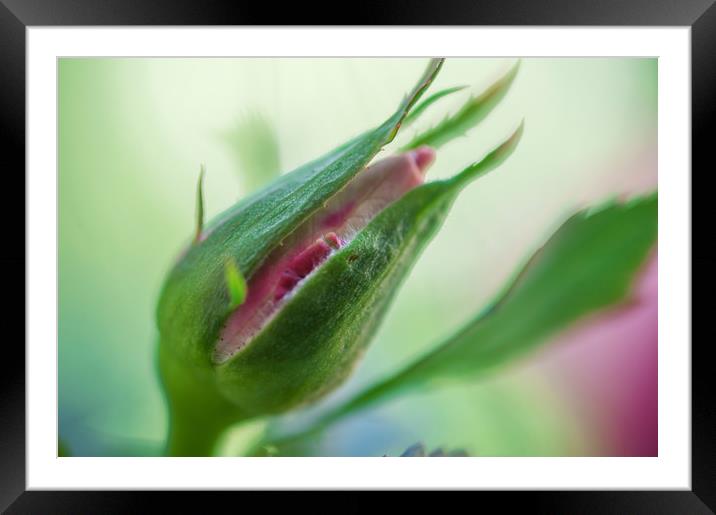 Birth of Pink Rose Framed Mounted Print by Jenny Rainbow