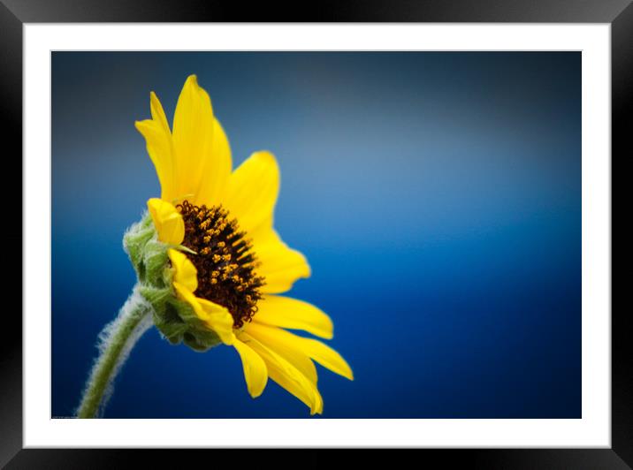 Sunflower Framed Mounted Print by Indranil Bhattacharjee