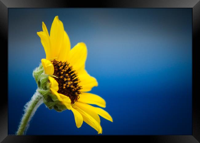 Sunflower Framed Print by Indranil Bhattacharjee