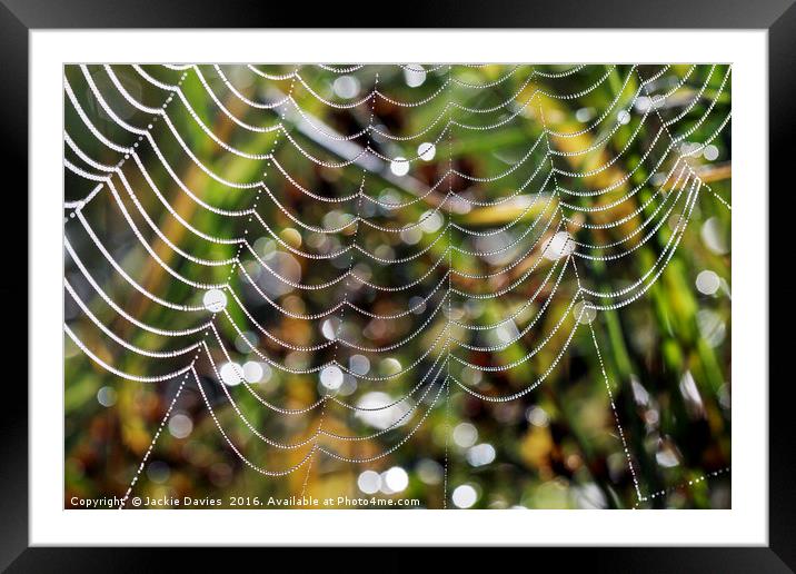 Spider Patterns  Framed Mounted Print by Jackie Davies