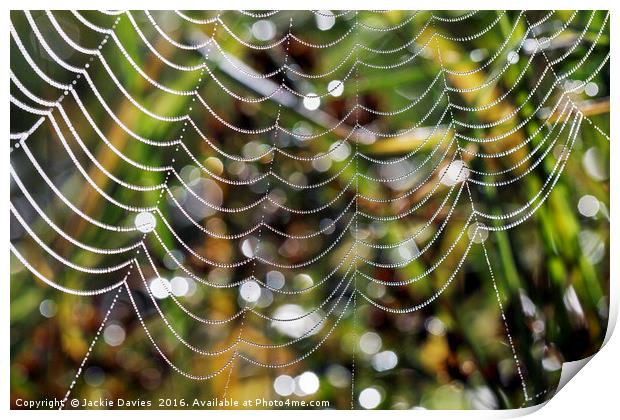Spider Patterns  Print by Jackie Davies