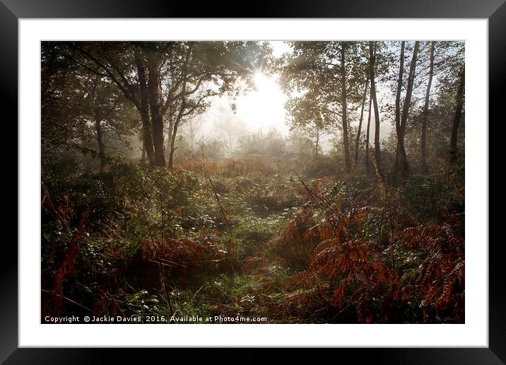 Autumn Woods Framed Mounted Print by Jackie Davies