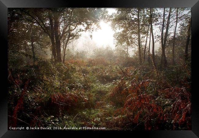 Autumn Woods Framed Print by Jackie Davies