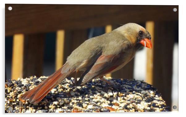 Female Cardinal Acrylic by Susan Gratton