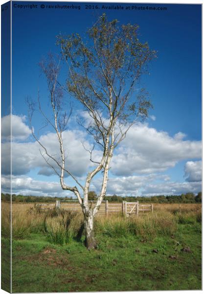 Chasewater Lone Tree Canvas Print by rawshutterbug 