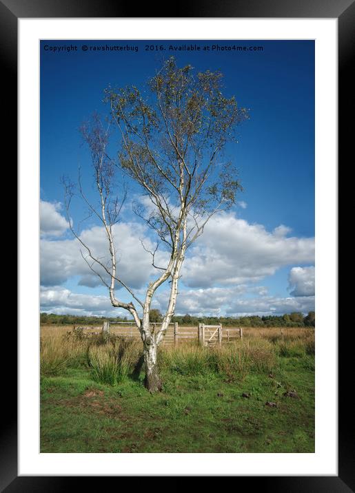 Chasewater Lone Tree Framed Mounted Print by rawshutterbug 