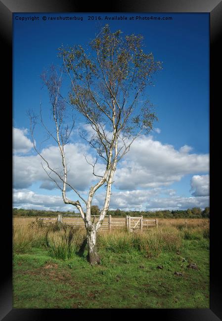 Chasewater Lone Tree Framed Print by rawshutterbug 