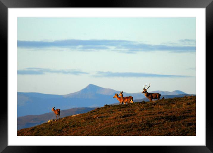 Red Deer in Strathglass Framed Mounted Print by Macrae Images