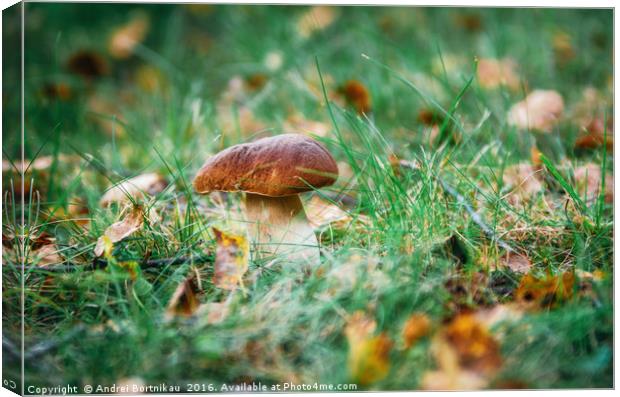 Boletus mushroom porcini growing in forest grass Canvas Print by Andrei Bortnikau