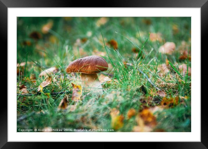 Boletus mushroom porcini growing in forest grass Framed Mounted Print by Andrei Bortnikau
