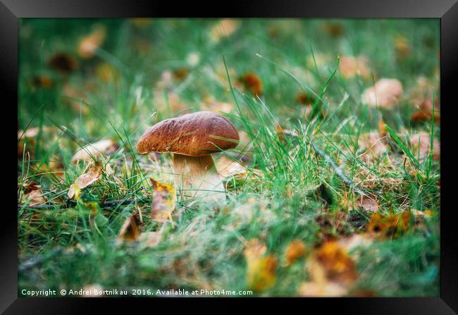 Boletus mushroom porcini growing in forest grass Framed Print by Andrei Bortnikau