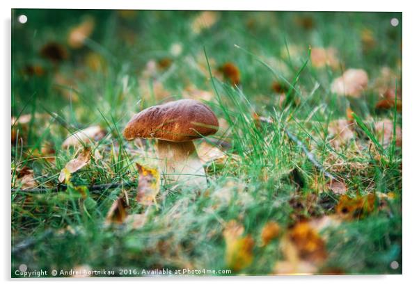 Boletus mushroom porcini growing in forest grass Acrylic by Andrei Bortnikau
