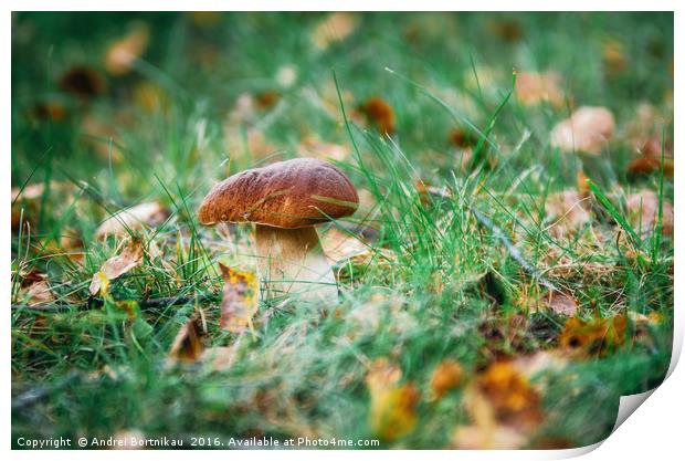 Boletus mushroom porcini growing in forest grass Print by Andrei Bortnikau