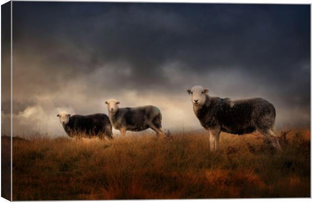 Herdwick sheep  Canvas Print by Paul Bullen