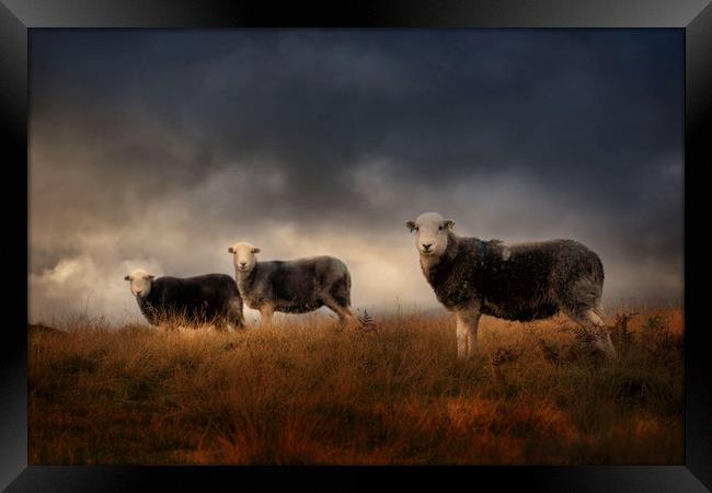 Herdwick sheep  Framed Print by Paul Bullen