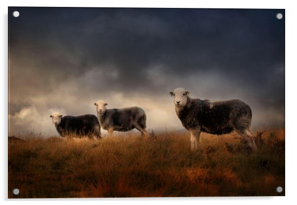 Herdwick sheep  Acrylic by Paul Bullen