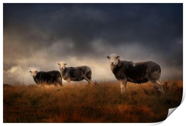 Herdwick sheep  Print by Paul Bullen