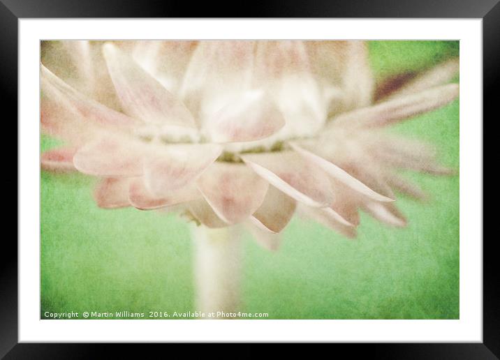 Straw Flower Framed Mounted Print by Martin Williams