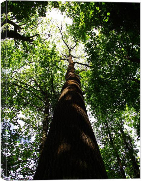 Tall Tree Canvas Print by Donna Collett