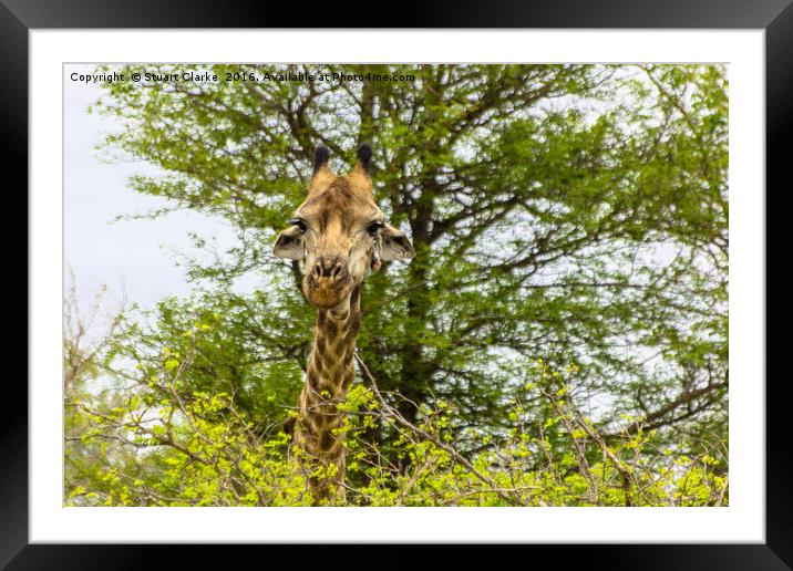 Emerging From the Wild African Safari Framed Mounted Print by Stuart Clarke