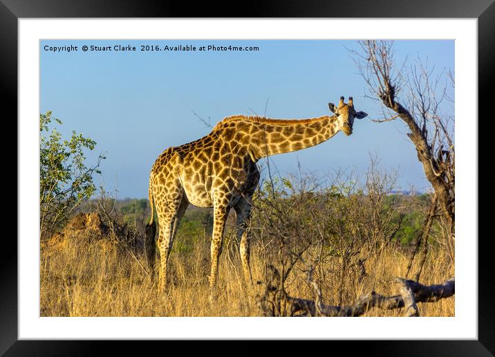 Elegant African Giraffe Framed Mounted Print by Stuart Clarke