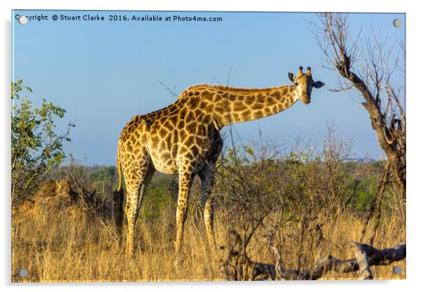 Elegant African Giraffe Acrylic by Stuart Clarke