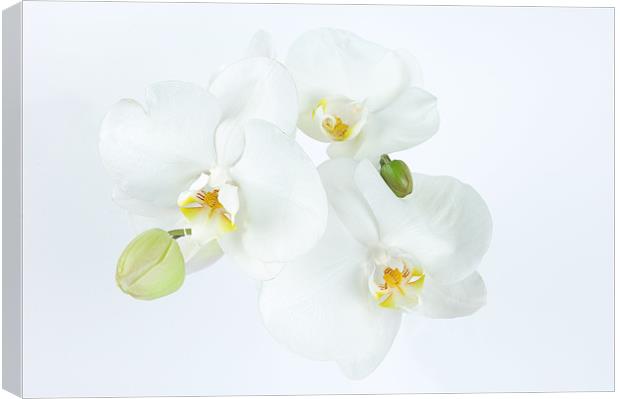 Orchid in White Canvas Print by Stuart Thomas