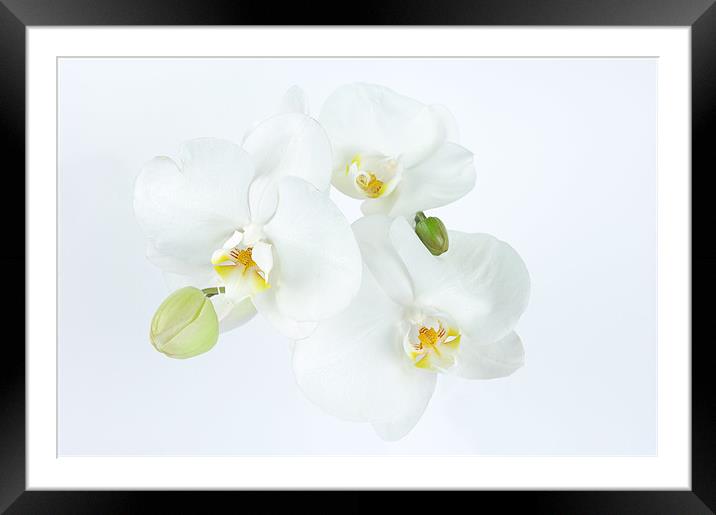 Orchid in White Framed Mounted Print by Stuart Thomas