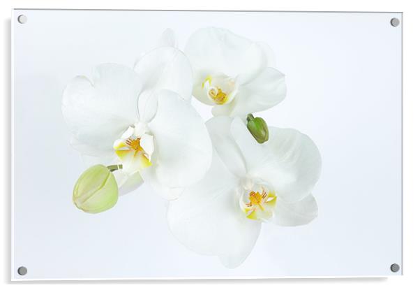 Orchid in White Acrylic by Stuart Thomas