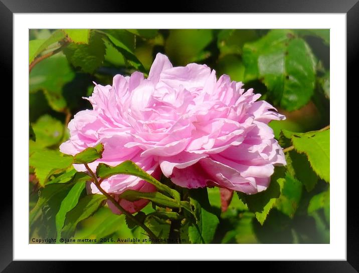                             Pretty in Pink    Framed Mounted Print by Jane Metters