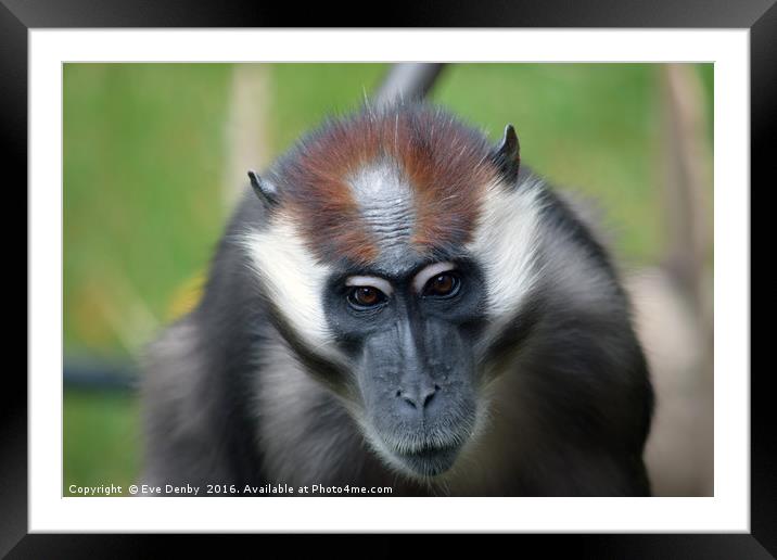 Cherry crowned mangabey monkey Framed Mounted Print by Eve Denby